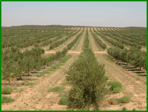olive_farms