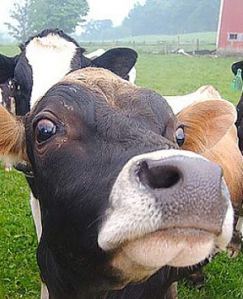 731e0f2dfe3b4fd5bf1eb736d0c244b5