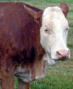 ad2fce1df1b64a65b80795de69dac53b