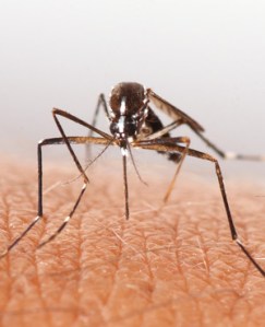 834dbc1ee6df438cbaa058e8512209ae