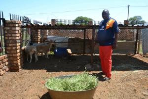 Heart-broken: (Kagiso Otumiseng left with only three sheep after criminals stole more than 10 sheep from him)
