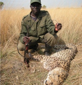 snared-cheetah_Kafue.568