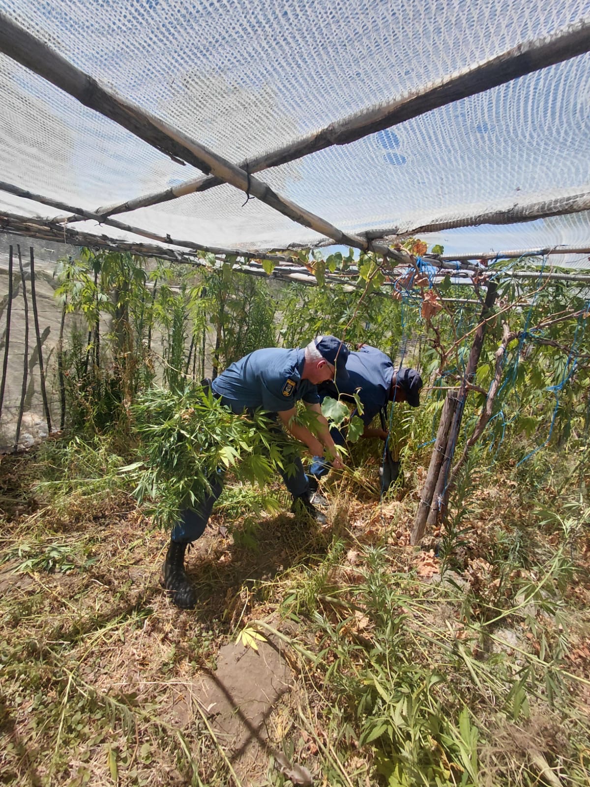 818 suspects nabbed during Operation Shanela II | The Guardian